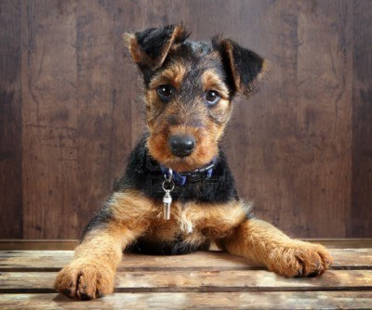 Cute Airedale Terrier Puppies: Cute Airedale Terrier Breed