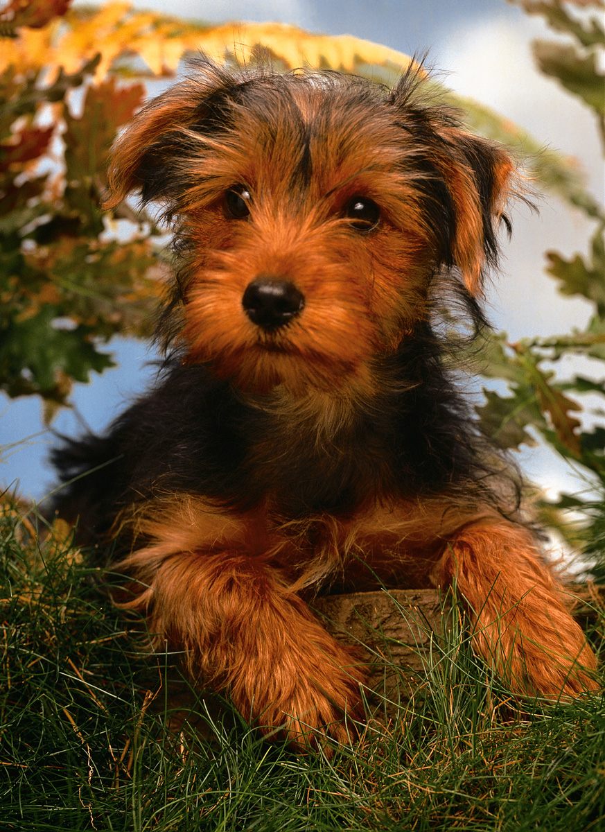 Cute Airedale Terrier Puppies: Cute Airedale Terrier Dog Breed