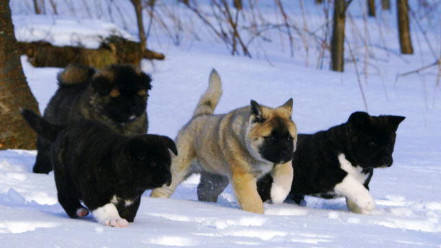 Cute American Akita Puppies: Cute Akita Puppy Playtime In The Snow Breed