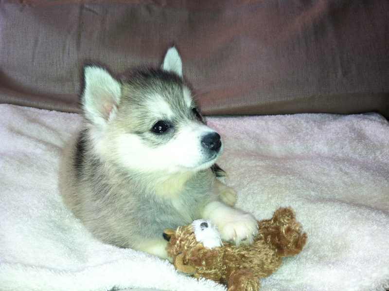 Cute Alaskan Klee Kai Puppies: Cute Alaskan Klee Kai Super Cute Mini Husky Breed