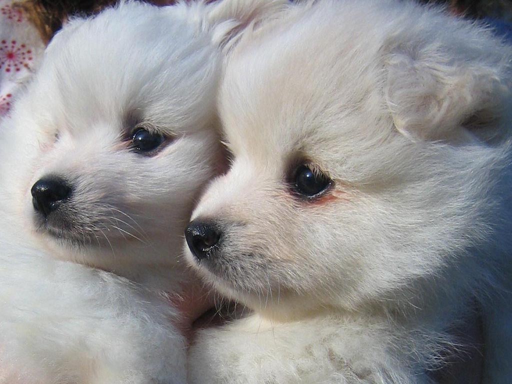 Cute American Eskimo Puppies: Cute American Eskimo Dog Puppies Faces Breed