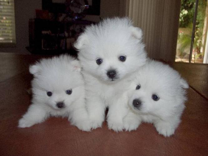 Cute American Eskimo Puppies: Cute American Eskimo Puppy Pictures Breed
