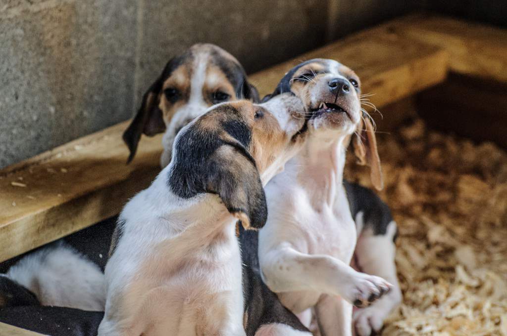 Cute American Foxhound Puppies: Cute American Foxhound Puppy Licking His Brother Puppies Breed