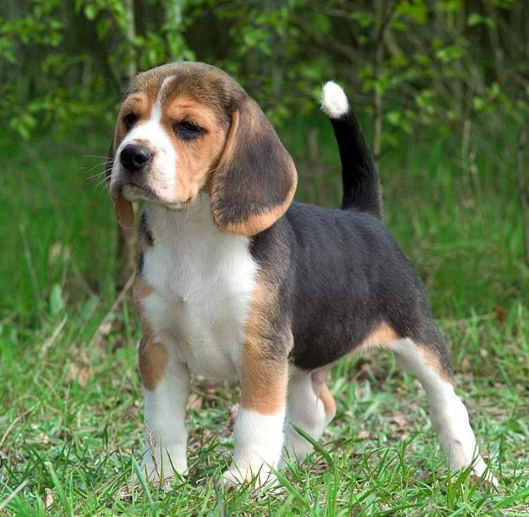 Cute American Foxhound Puppies: Cute American Foxhound Puppy Standing On Grass Puppies Breed