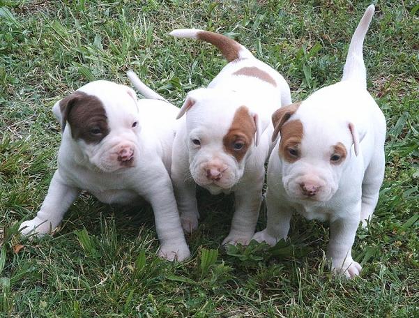 Cute American Pit Bull Terrier Puppies: Cute American Pitbull Cute Puppies S Breed