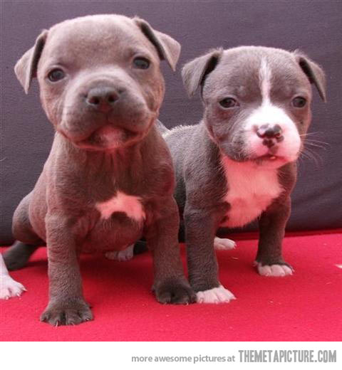 Cute American Staffordshire Terrier Puppies: Cute American Staffordshire Terrier Puppies Breed