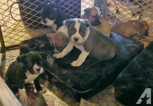 Cute American Staffordshire Terrier Puppies: Cute American Staffordshire Terrier Puppies Pit Bull Super Cute Sweet Too Breed