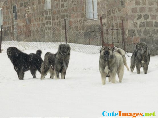 Cute Armenian Gampr Puppies: Cute Armenian Gampr Dog Puppies Zyyhu Breed