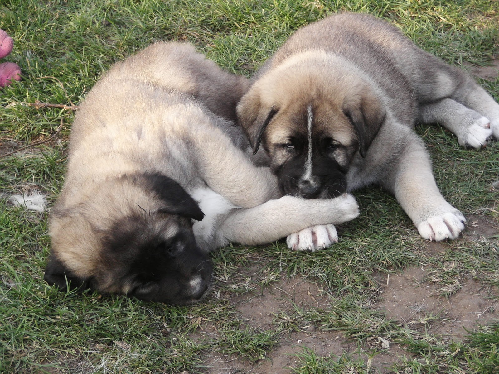 Cute Anatolian Shepherd Puppies: Cute Asalet Anatolian Shepherd Dogs S Breed