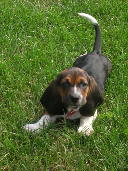 Cute Andalusian Hound Puppies: Cute Basset Hound Puppies Breed
