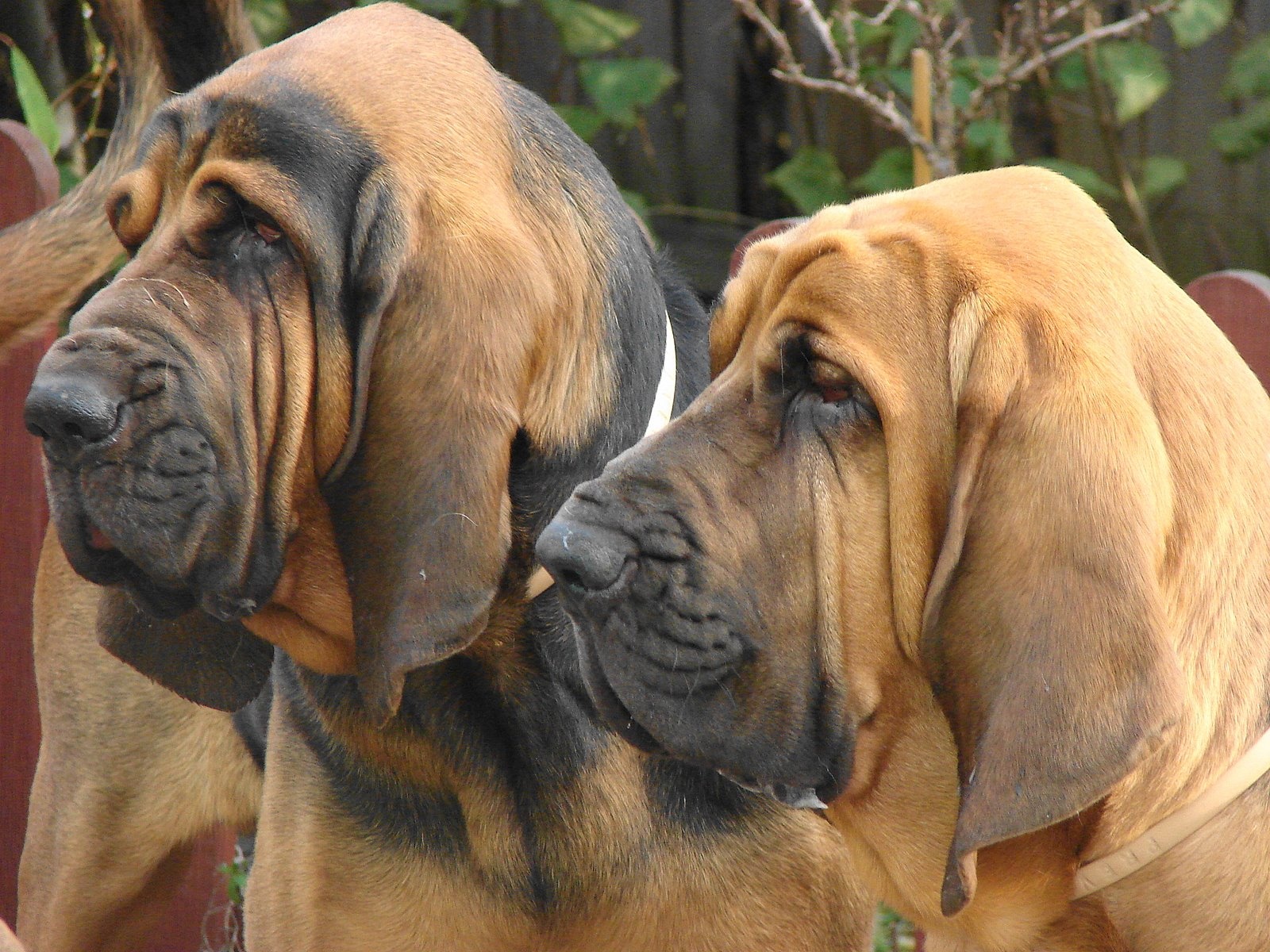 Cute Ariegeois Puppies: Cute Bloodhound Puppies Dog Breed