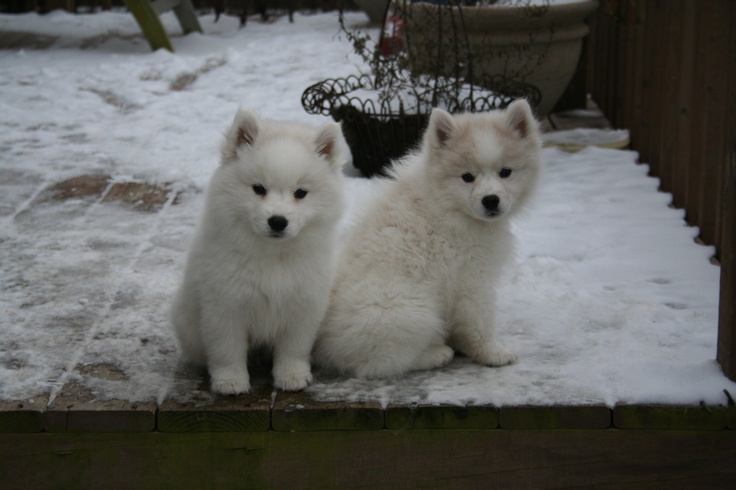 Cute American Eskimo Puppies: Cute Breed