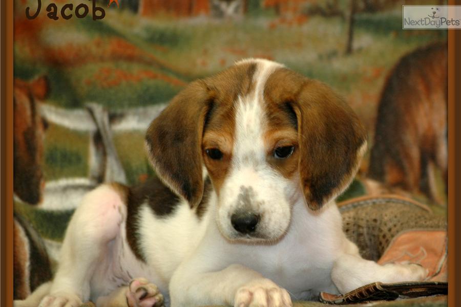 Cute American Foxhound Puppies: Cute Cfec E Breed