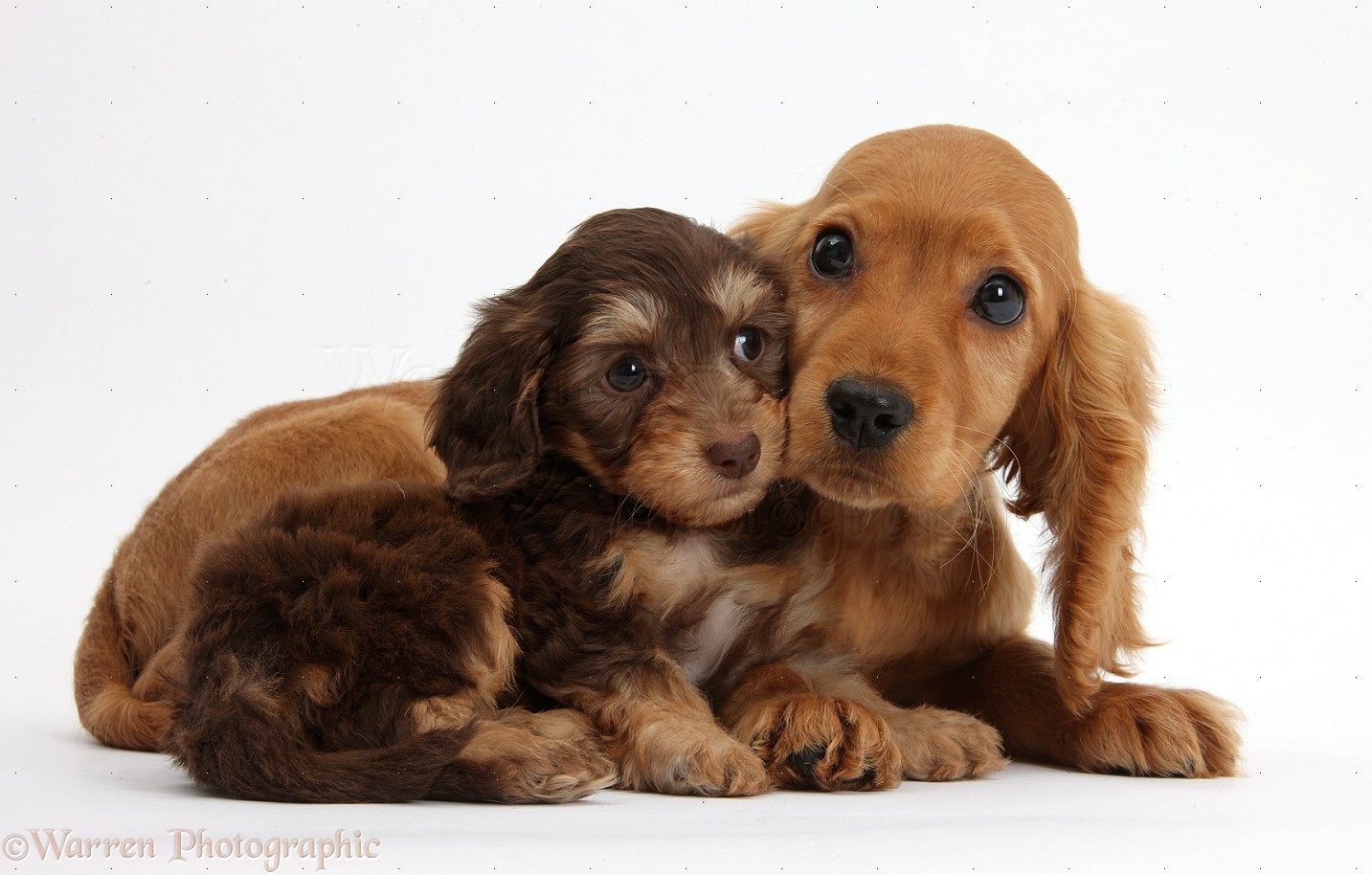 Cute American Cocker Spaniel Puppies: Cute Cute Daxiedoodle And Golden Cocker Spaniel Puppies Breed
