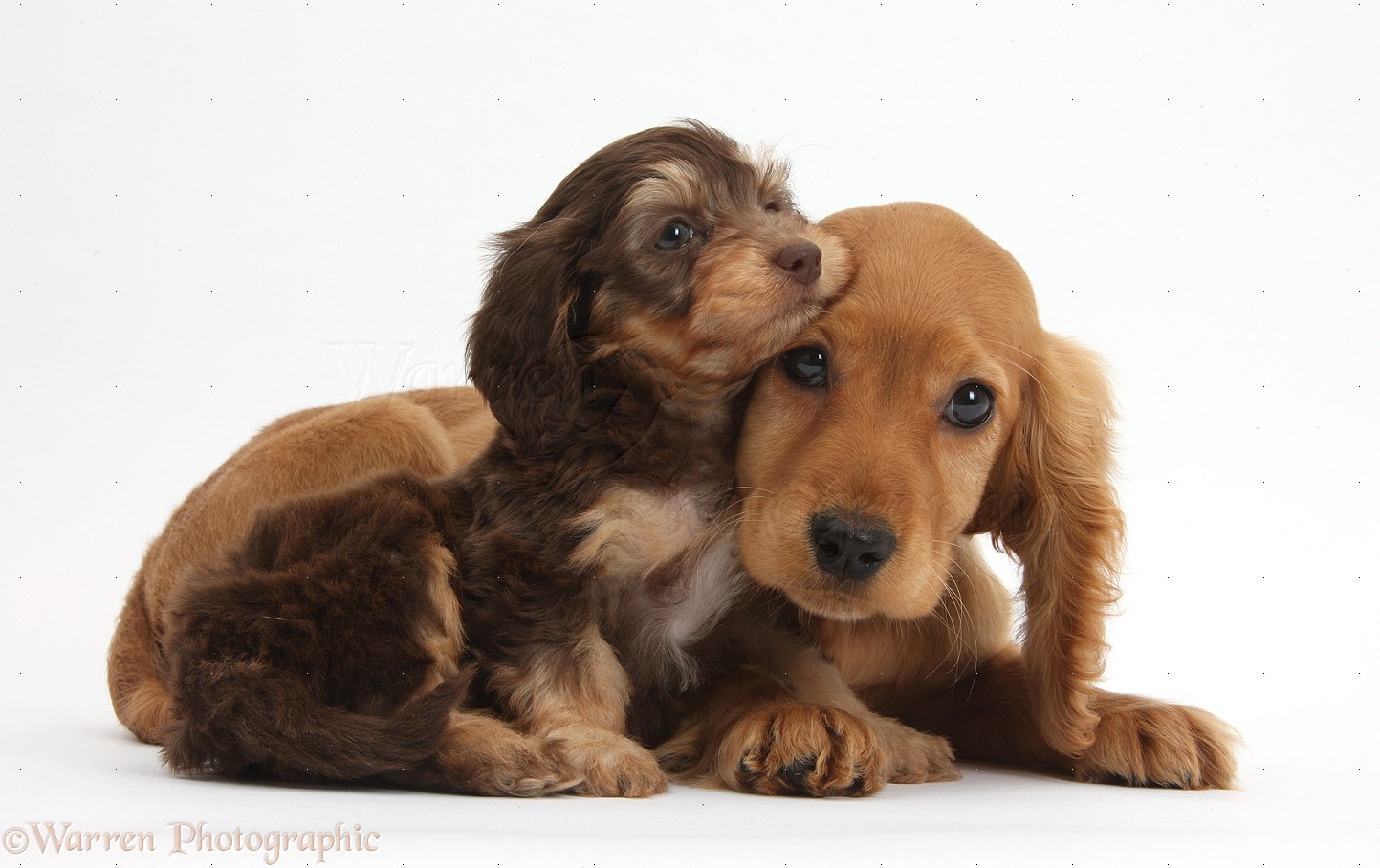 Cute Alpine Spaniel Puppies: Cute Cute Dogs And Puppies Breed