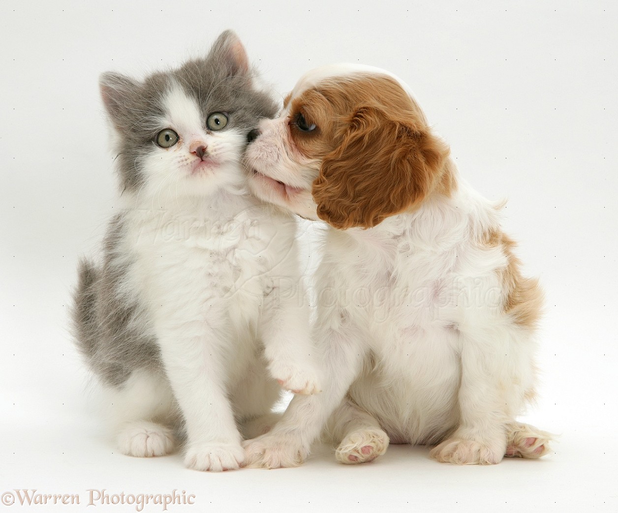 Cute Alpine Spaniel Puppies: Cute Cute Puppies And Kittens Kissing Breed