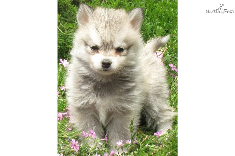 Cute Alaskan Klee Kai Puppies: Cute Dae Ed Breed