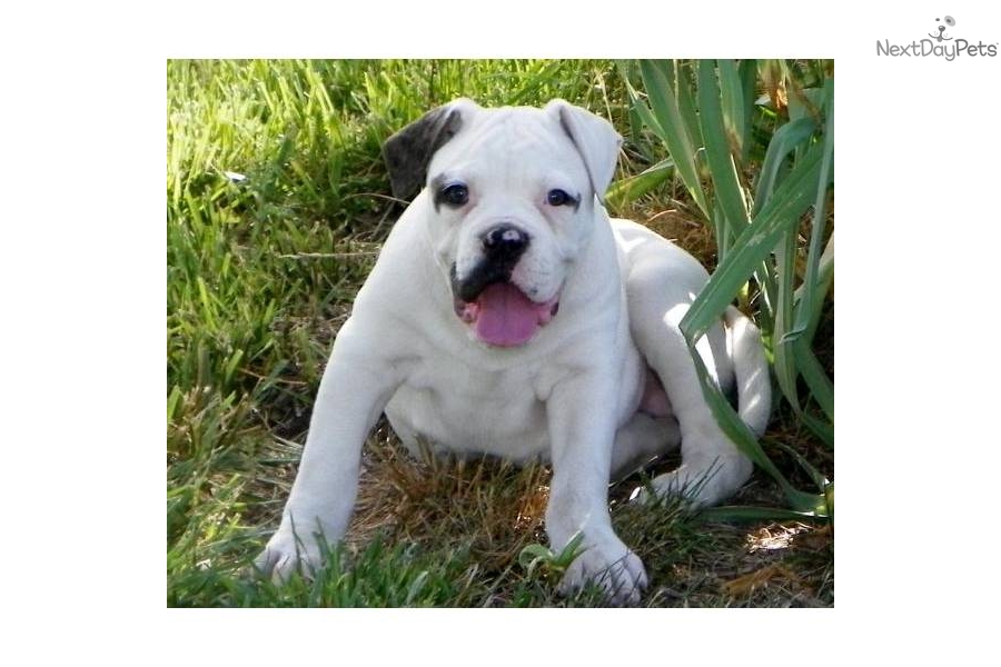 Cute American Bulldog Puppies: Cute Dgicdplfpvka Breed
