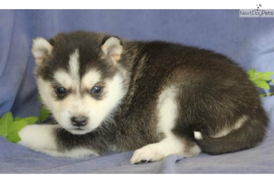 Cute Alaskan Klee Kai Puppies: Cute Fbeb C Breed