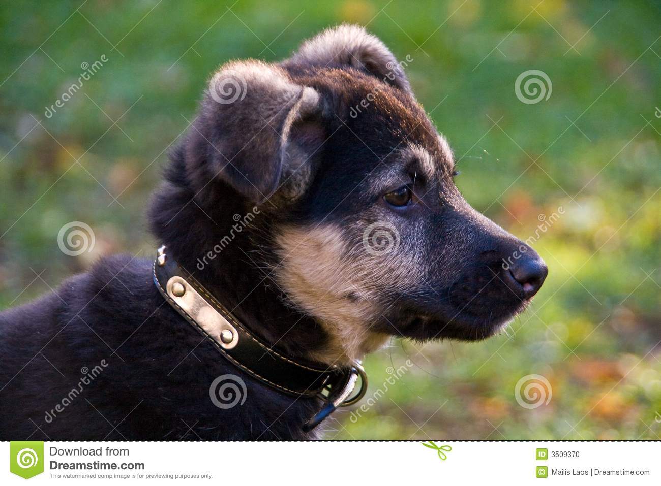 Cute Afghan Shepherd Puppies: Cute German Shepherd Hound Mix Puppies Breed
