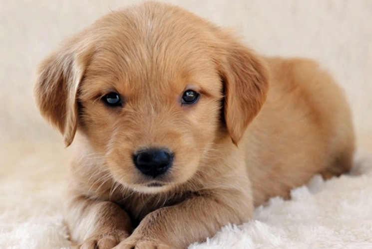 Cute Akbash Puppies: Cute Golden Retriever Breed