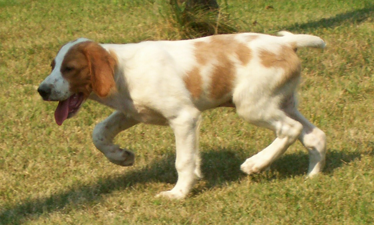 Irish Red and White Setter Dog: Cute Irish Red And White Setter Dog Breed