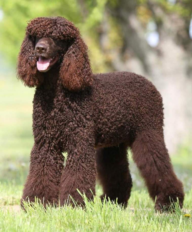Cute American Water Spaniel Puppies: Cute Irish Water Spaniel Dog Showing His Tongue Puppies Breed