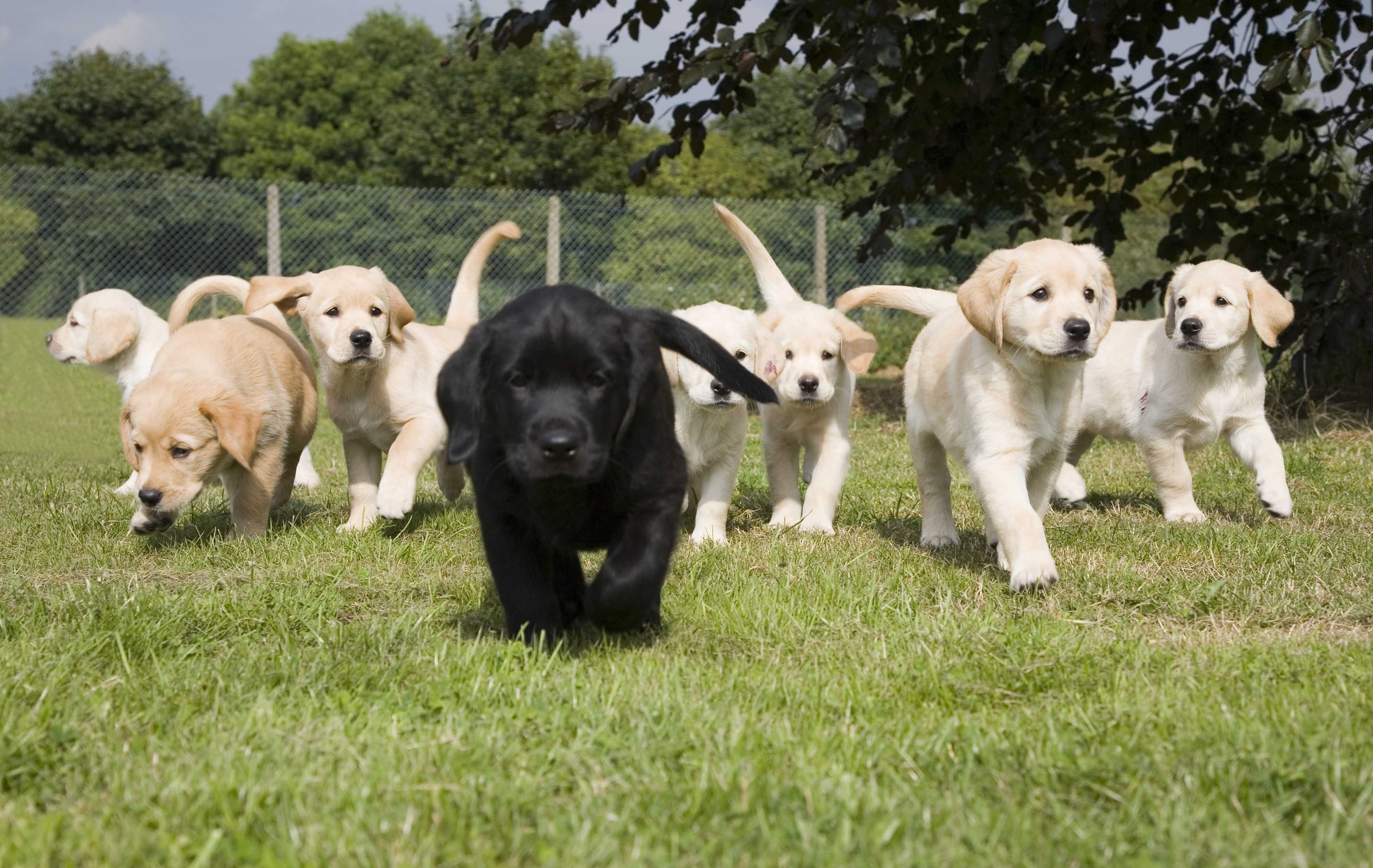 Cute Ariegeois Puppies: Cute Labrador Golden Retriever Cross Puppies Litter On Grass Running Breed