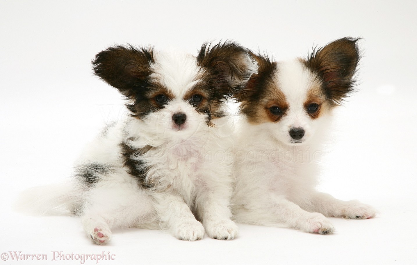 Cute Armant Puppies: Cute Lifeonbellair Breed