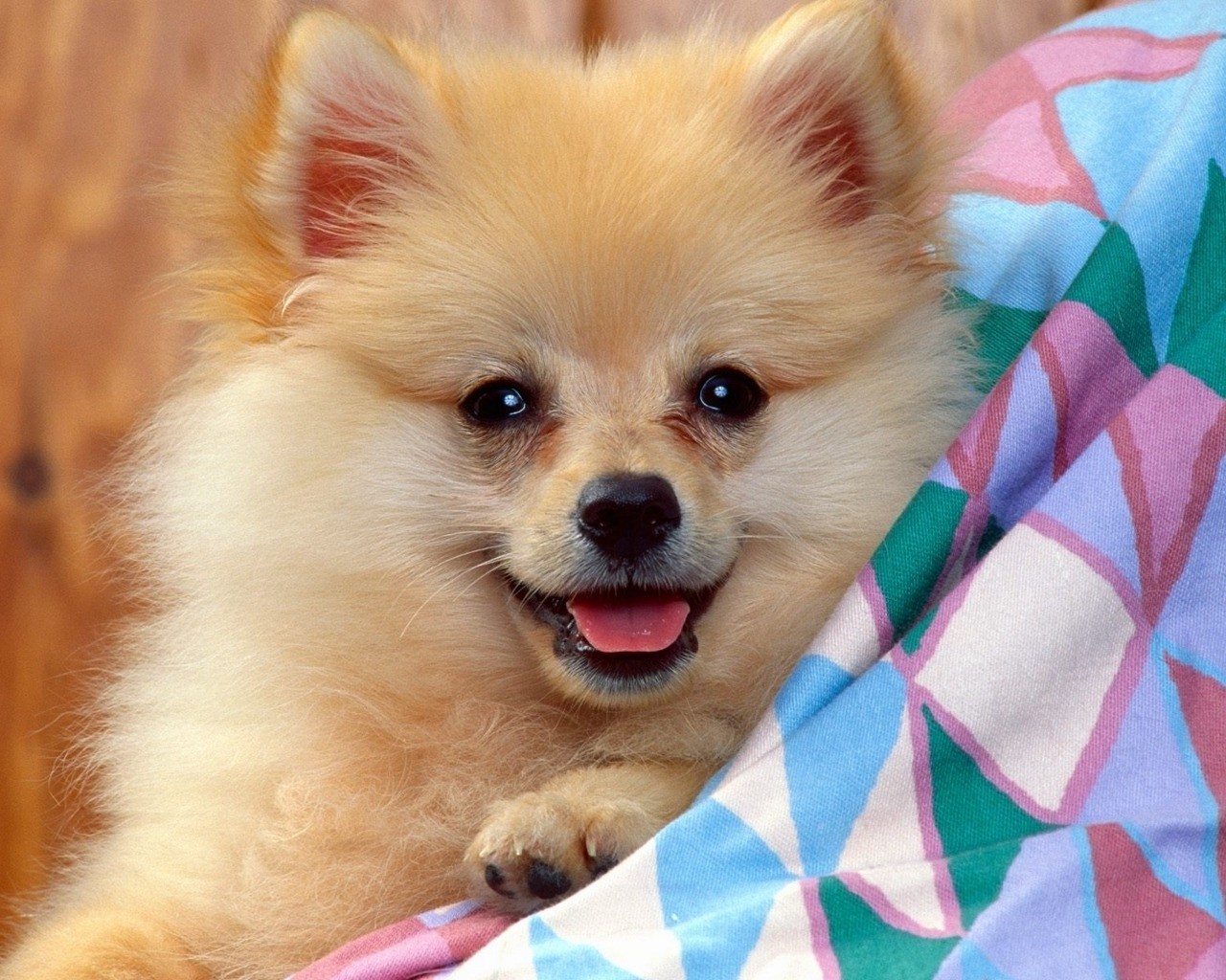 Cute Anglo-Français de Petite Vénerie Puppies: Cute Lovely German Spitz Dog Breed