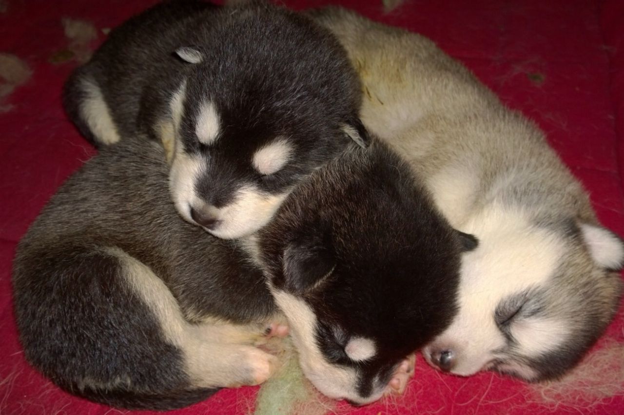 Cute Alaskan Malamute Puppies: Cute Picture Courtesy Of Puppyercom Breed