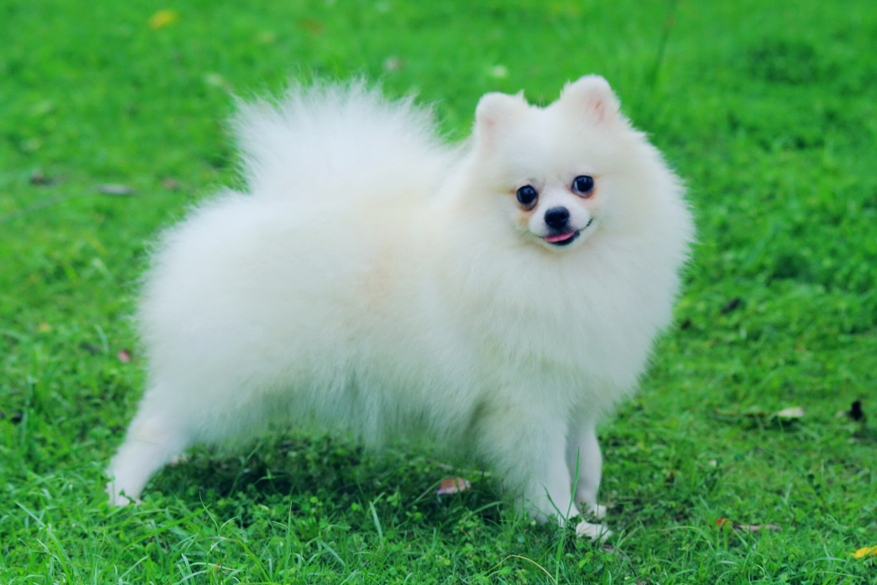 Cute Andalusian Hound Puppies: Cute Pomeranian Breed