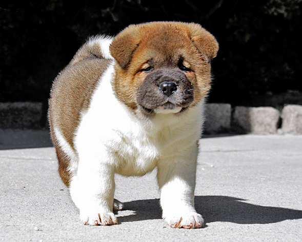 Cute American Akita Puppies: Cute Puppy Pictures Because Sometimes We Breed