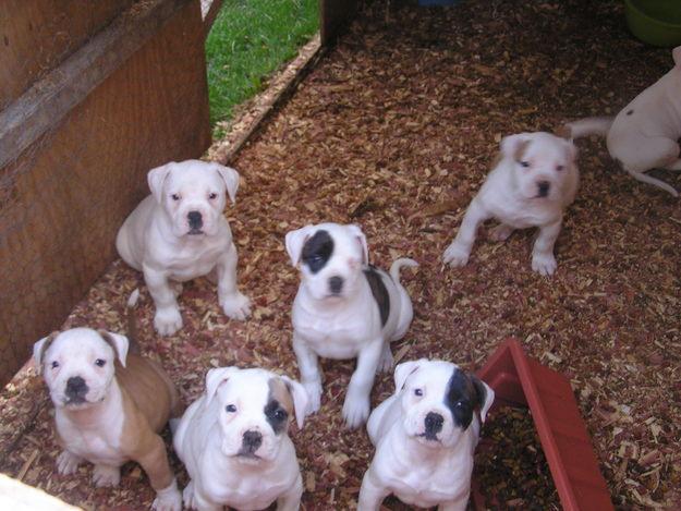 Cute Ariege Pointer Puppies: Cute Six Cute American Bulldog Puppies Breed