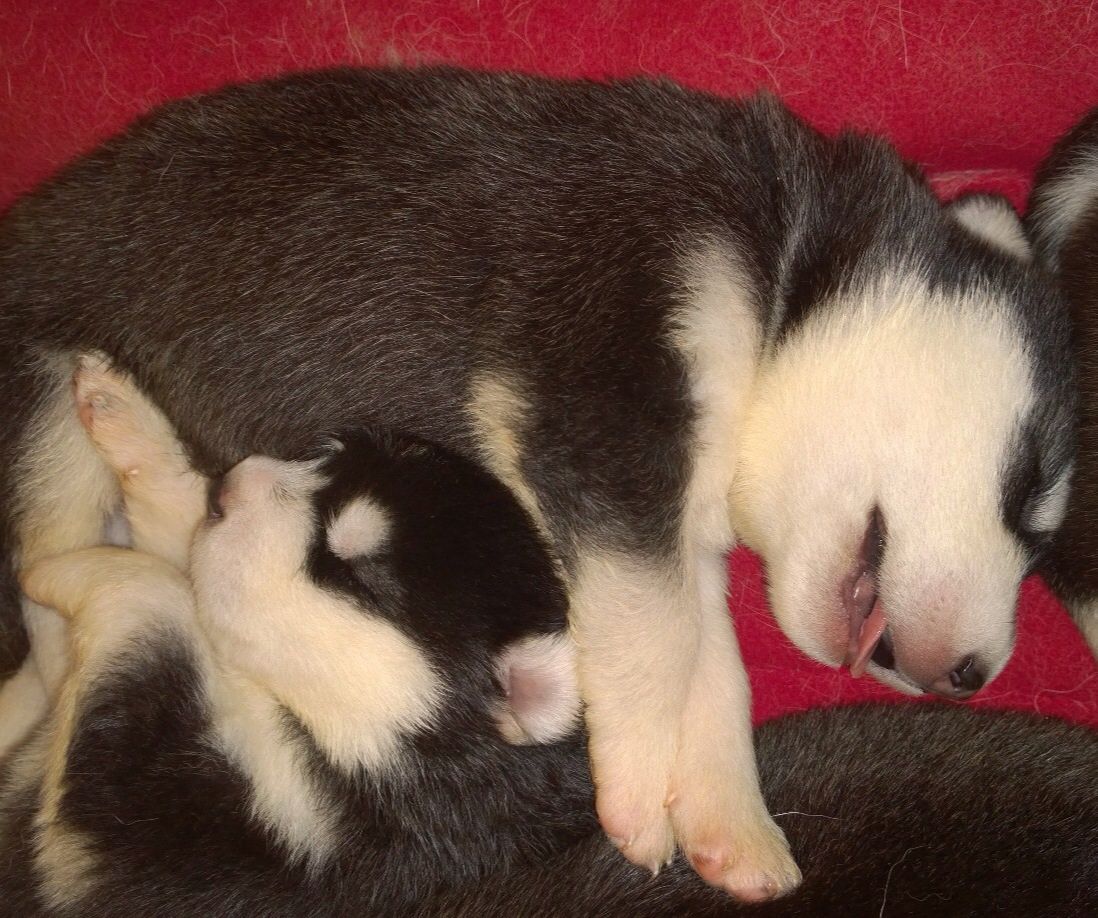 Cute Alaskan Malamute Puppies: Cute Super Cute Alaskan Malamute Puppies For Sale Crawley Breed