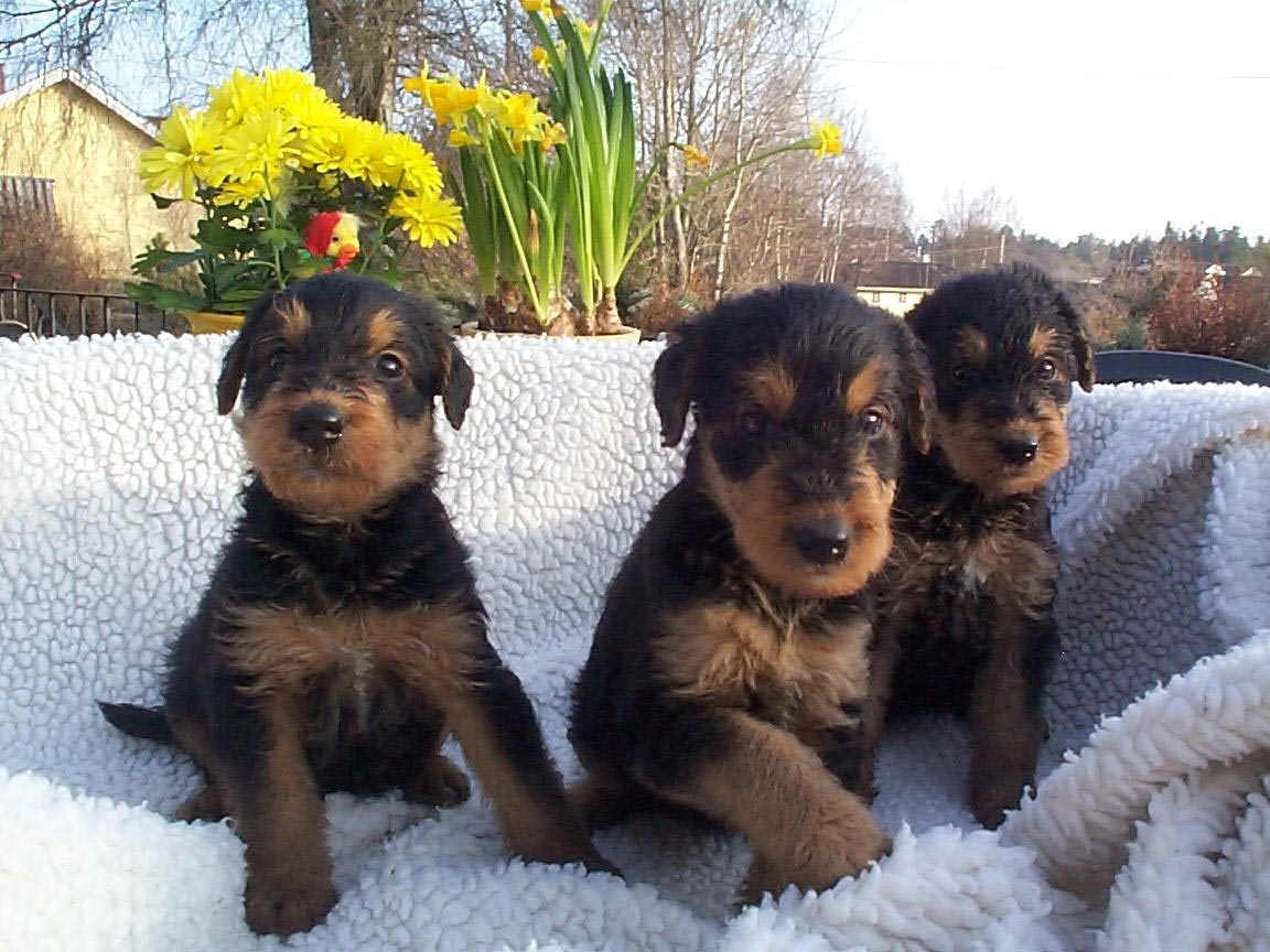 Cute Airedale Terrier Puppies: Cute Three Cute Airedale Terrier Puppies Breed
