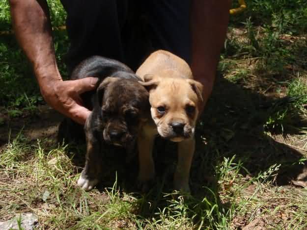 Cute Alano Español Puppies: Cute Two Cute Alano Espanol Puppies Breed