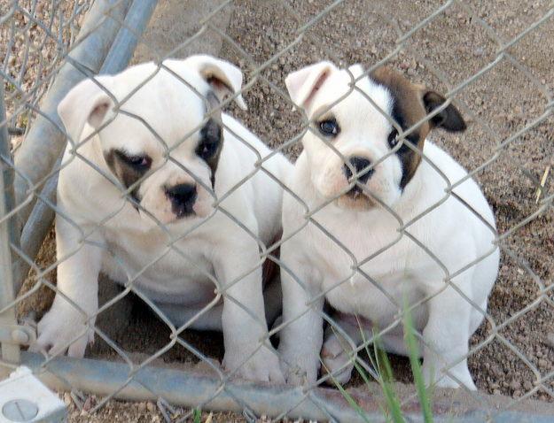 Cute Ariege Pointer Puppies: Cute Two Cute American Bulldog Puppies Breed