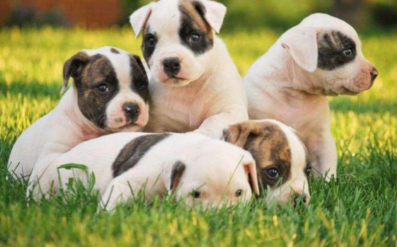 Cute American Bulldog Puppies: Cute Very Cute American Bulldog Puppies On Grass Puppies Breed