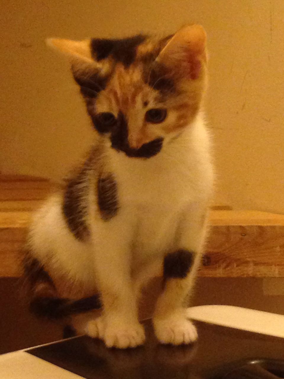 Cymric Kitten: Cymric Beautiful Bengal Cross Cymric Manx Kitten Egham Breed