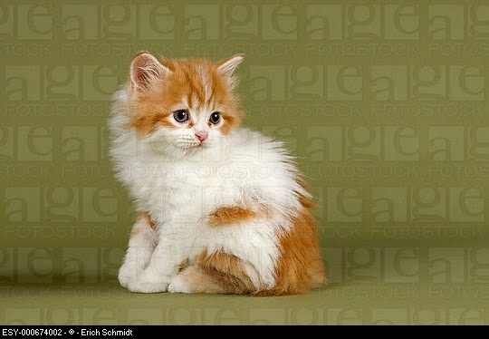 Cymric Kitten: Cymric Cute Cymric Kittens Breed