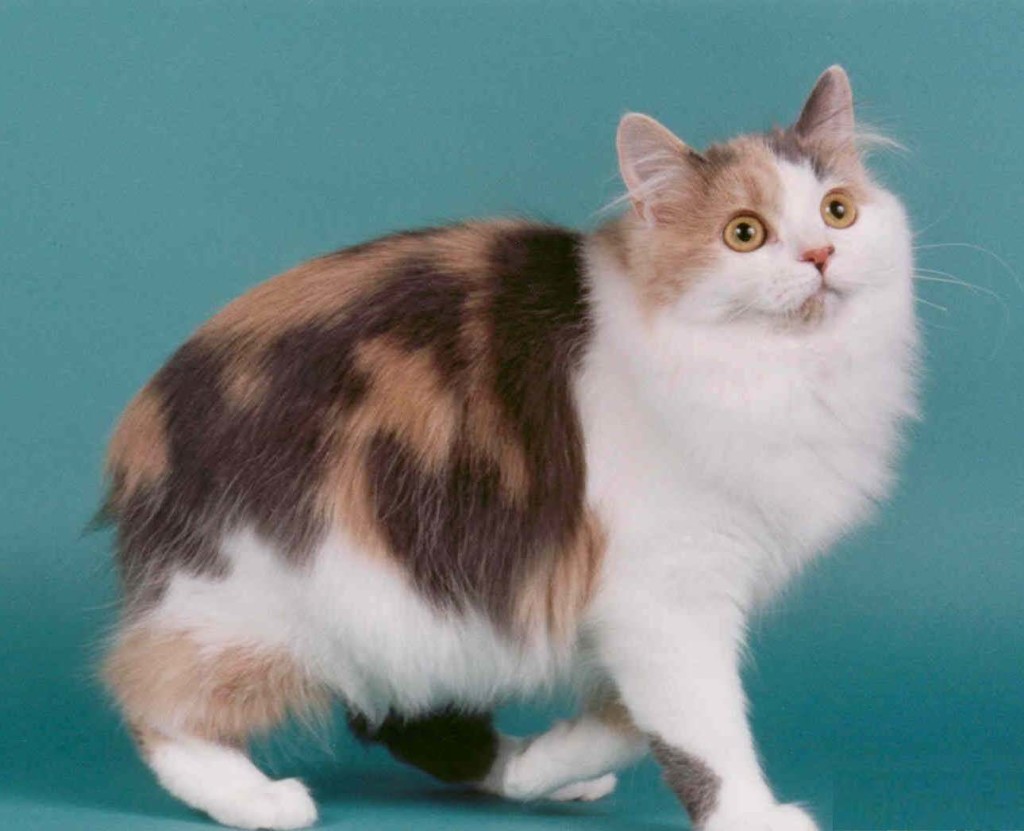 Cymric Cat: Cymric Cymric Cat Aka Longhaired Manx Breed