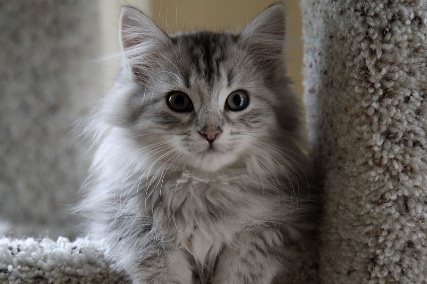 Cymric Kitten: Cymric Cymric Cat Breed