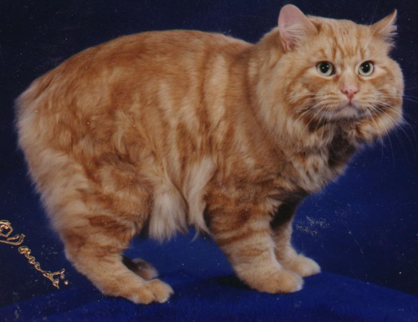 Cymric Cat: Cymric Cymric Or Long Haired Manx Cats Breed
