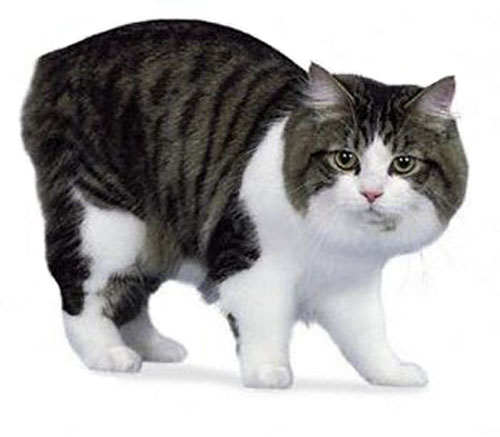 Cymric Cat: Cymric Gato Cymric Breed