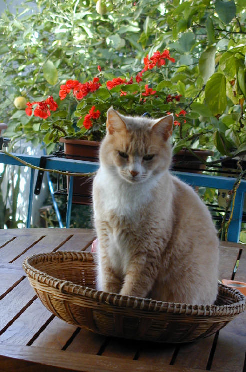 Cyprus Kitten: Cyprus Animals Breed