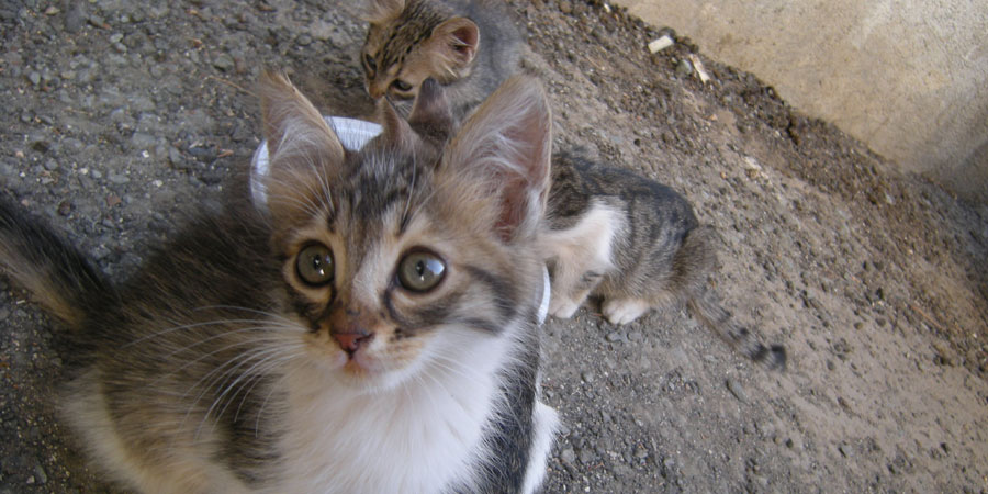Cyprus Kitten: Cyprus Cyprus Cat Breed