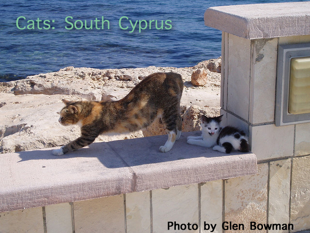 Cyprus Kitten: Cyprus Kitten Killed While People Eat At Cyprus Restaurant Breed