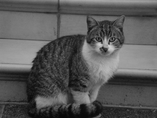 Cyprus Cat: Cyprus Pool Flickrbronzeaward Breed