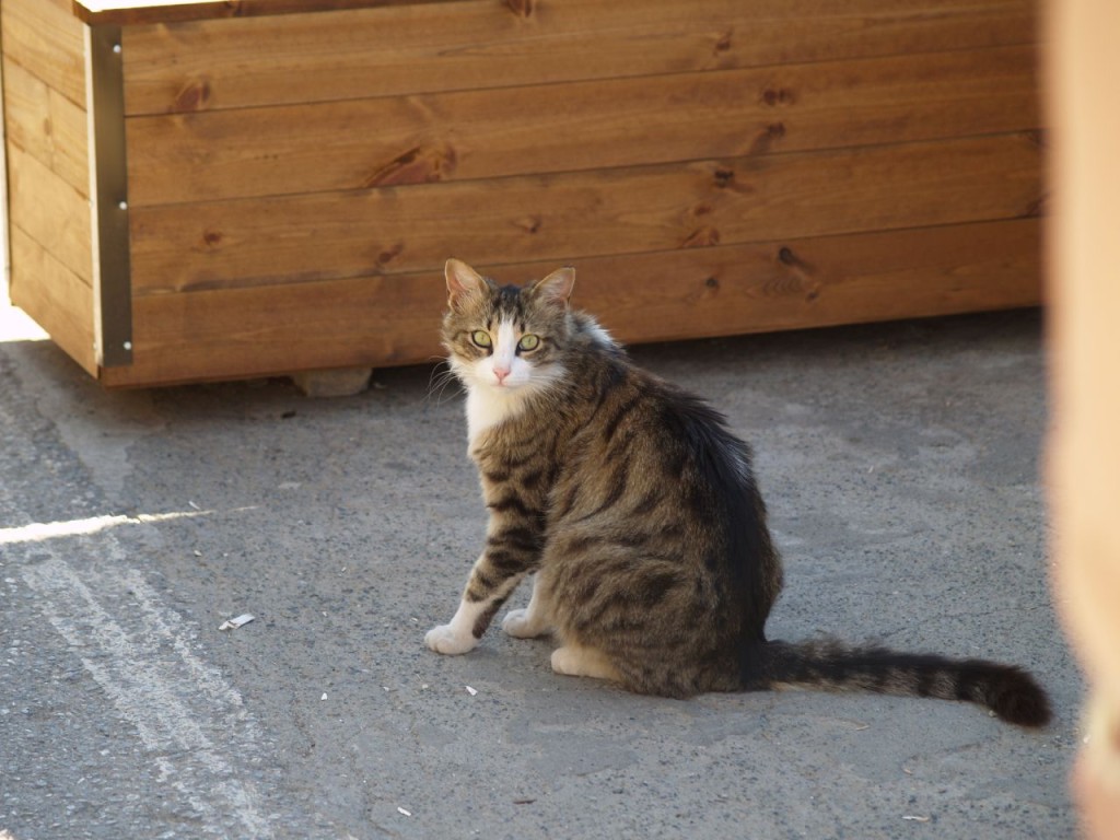 Cyprus Cat: Cyprus The Ultimate Cat Breeds List
